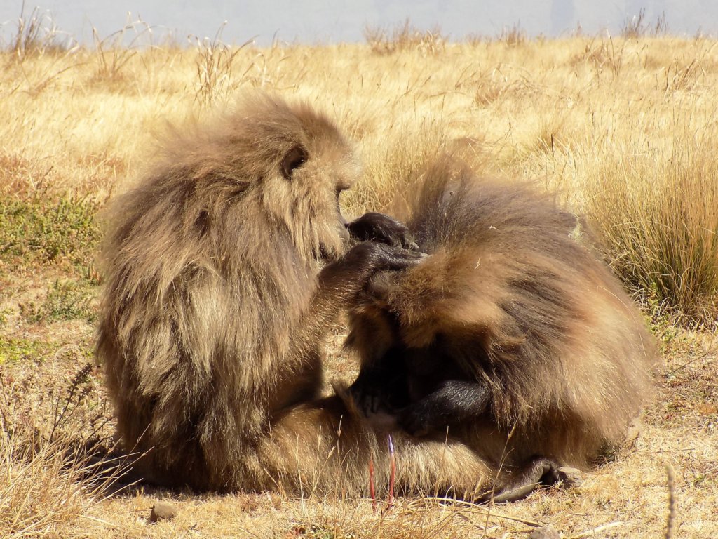 This photo shows one gelada baboon carefully grooming another one
