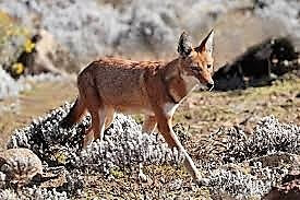 This photo shows an Ethiopian wolf moving over rugged ground
