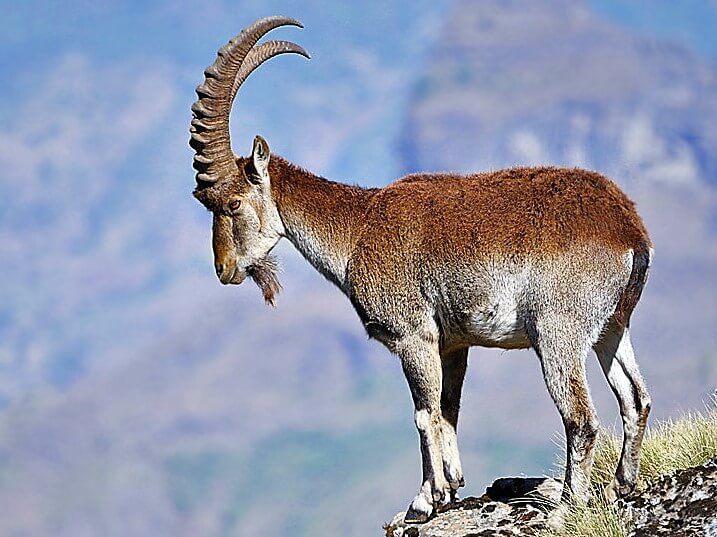 This photo shows a walia ibex standing on the edge of a very high cliff