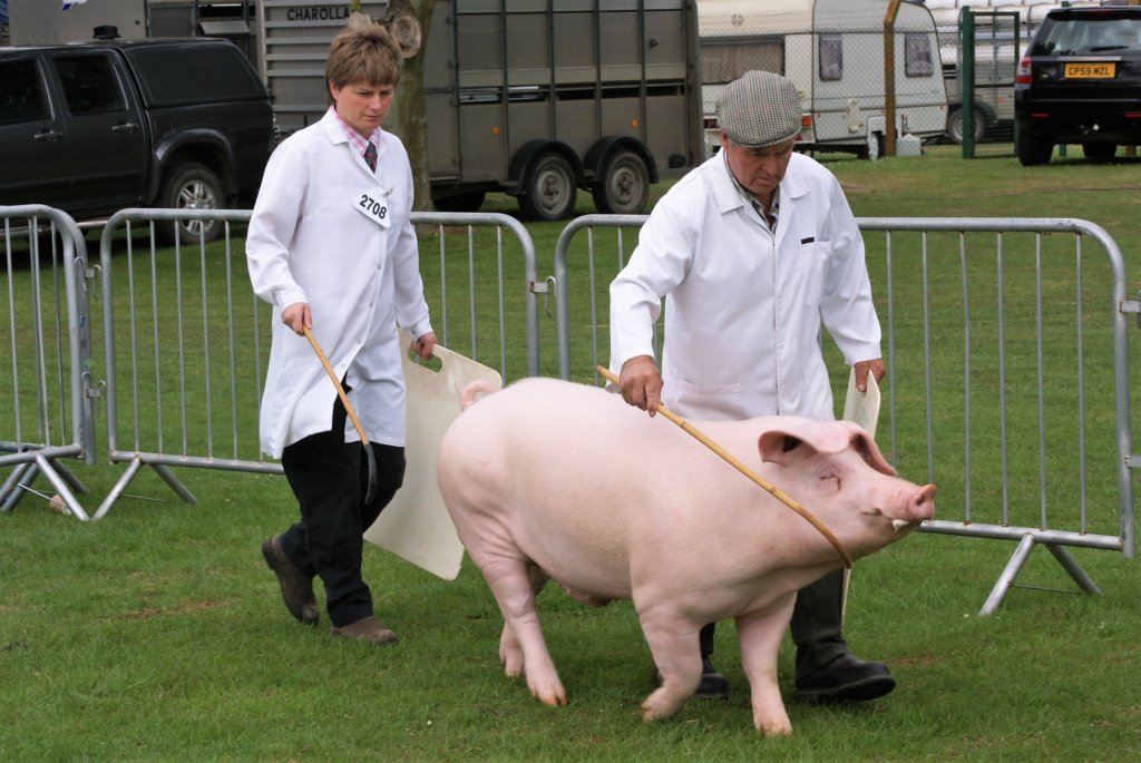 This photo shows a large pink pig being led around the judging ring by two handlers in white coats.