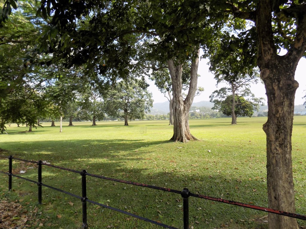 This photo shows the wide open space of the savannah with a large spreading tree in the centre providing much-needed shade