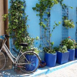 This photo shows a bike leaning against a brilliant blue wall with green foliage growing out of royal blue plant pots.