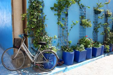 This photo shows a bike leaning against a brilliant blue wall with green foliage growing out of royal blue plant pots.