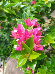 This photo is a close-up of pretty pink flowers