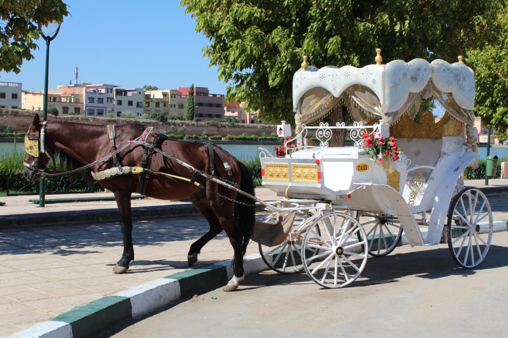 This photo shows an elaborately decorated caleche being pulled by a chocolate-brown horse