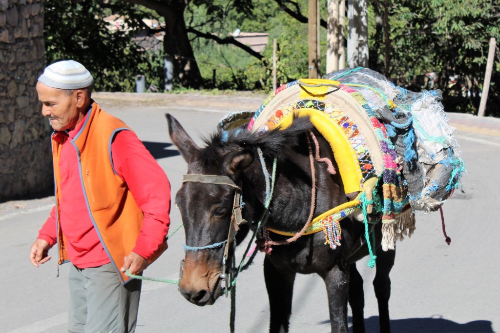 This photo shows a black mule with colourful rugs on its back to form a saddle being led by an elderly man
