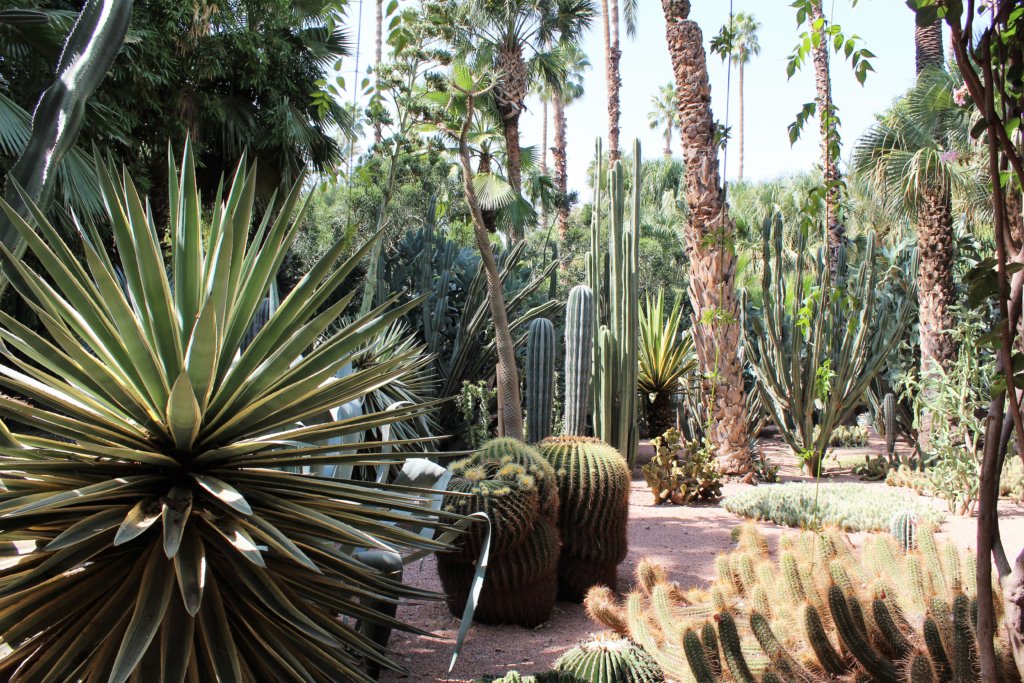 This photo shows lots of large, structural cacti plants