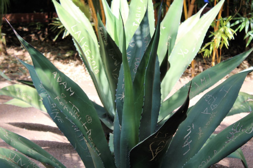 This photo shows a cactus plant covered in graffiti