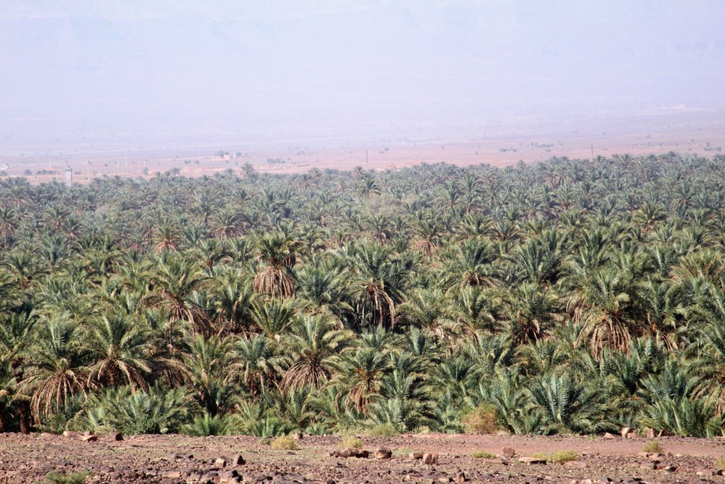 This photo shows hundreds of palm trees