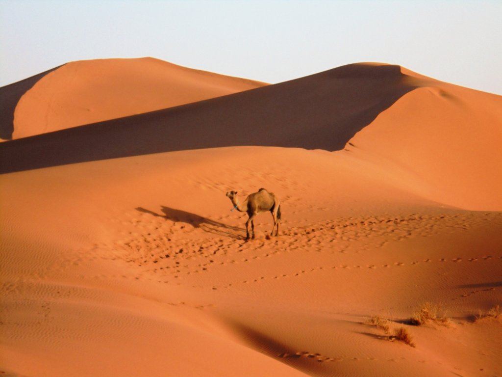 This photo shows a lone camel standing on the dune with his long shadow cast by the setting sun