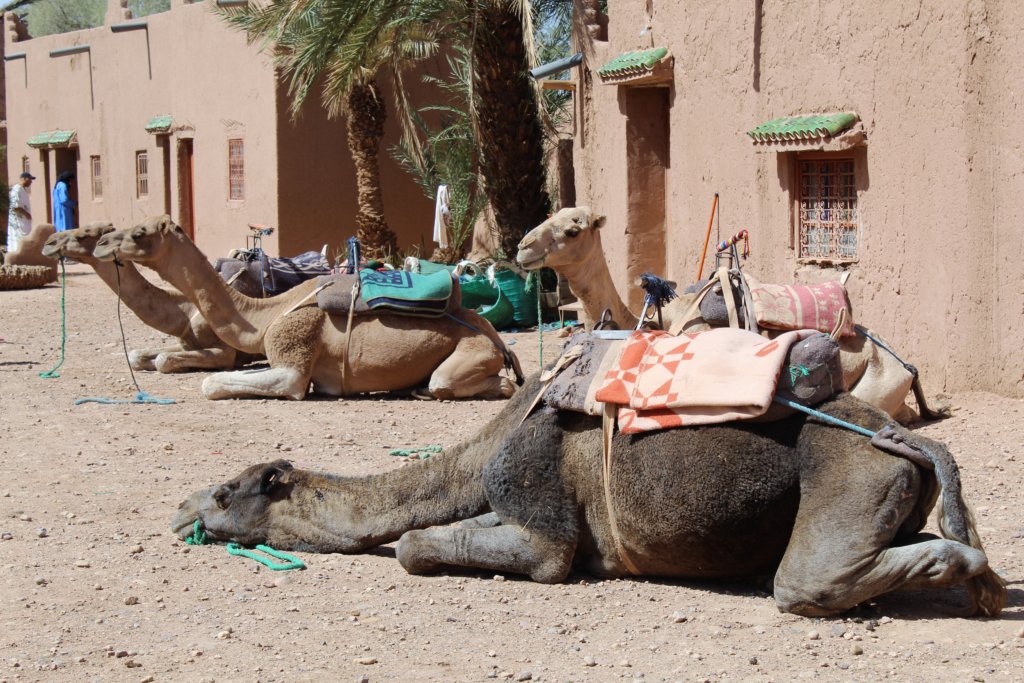 This photo shows a number of camels lying on the ground. They all have layers of blankets on their backs to act as saddles.