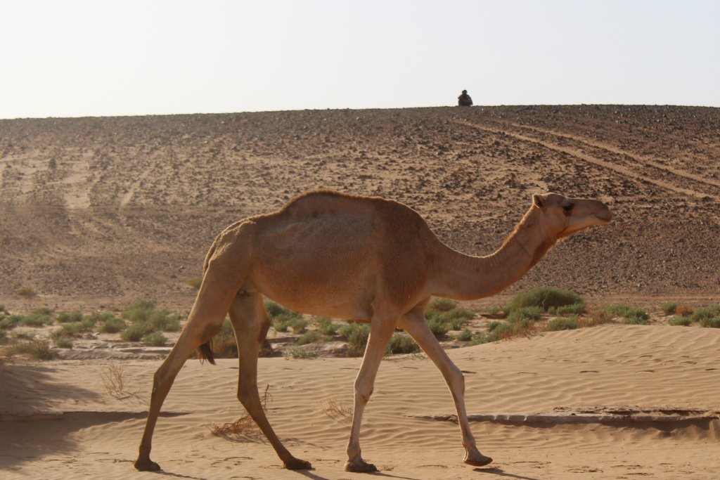 This photo shows a Berber nomad perched on top of a dune in the distance watching his camel in the foreground