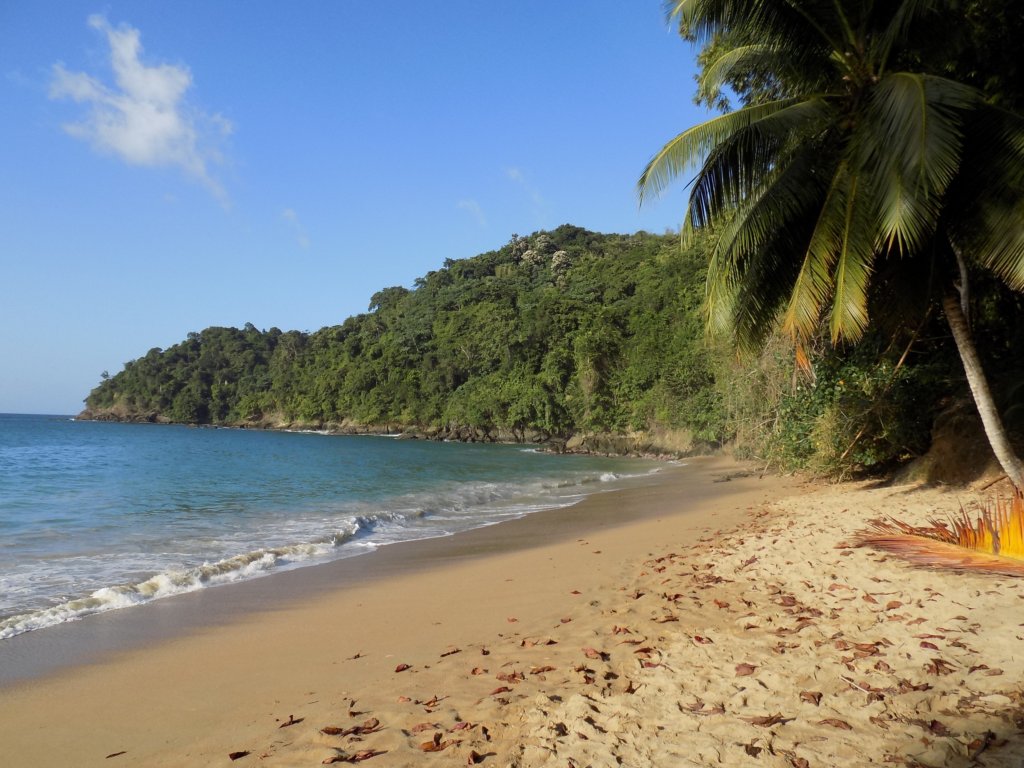 This photo shows the sandy palm-fringed beach and deep blue waters of Englishman's Bay
