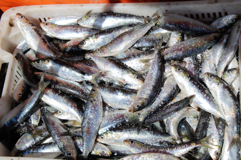 This photo shows a box full of fresh sardines