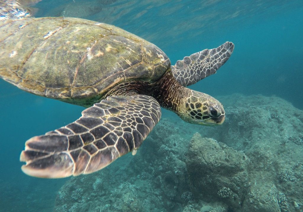 This photo shows a turtle swimming over a coral reef