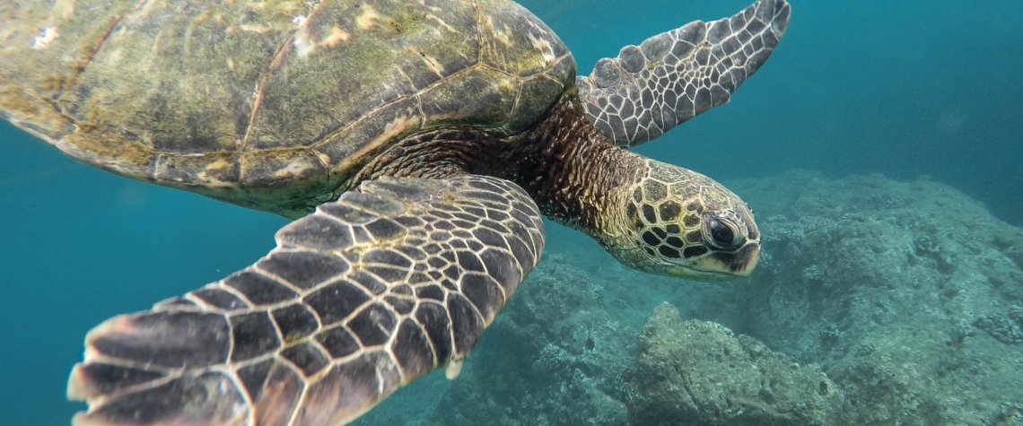 This photo shows a turtle swimming over a coral reef