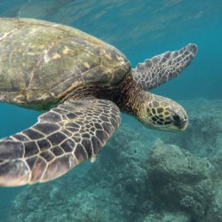 This photo shows a turtle swimming over a coral reef