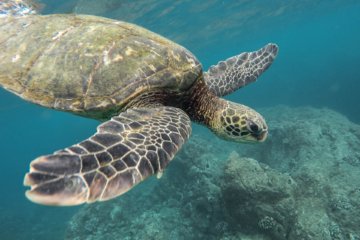 This photo shows a turtle swimming over a coral reef