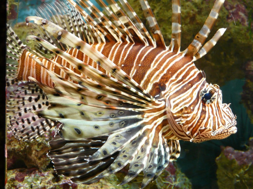 This photo shows a lionfish swimming underwater