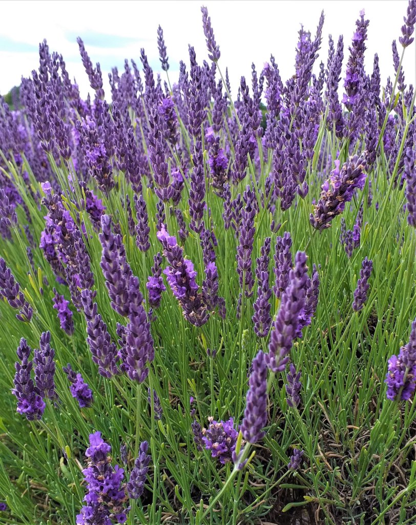 This photo shows a close-up of lavender flowers