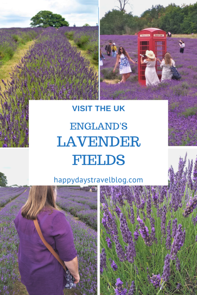 Everything you need to know about visiting England's lavender fields - the best ones to go to, when to visit, opening times, prices, attractions. #lavender #visituk #lavenderfields #england #visitengland