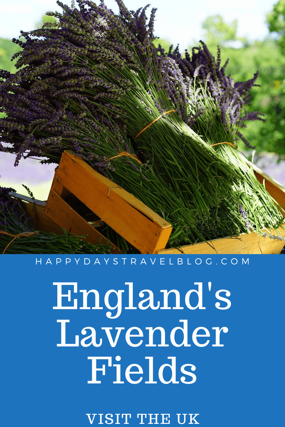 Everything you need to know about visiting England's lavender fields - the best ones to go to, when to visit, opening times, prices, attractions. #lavender #visituk #lavenderfields #england #visitengland