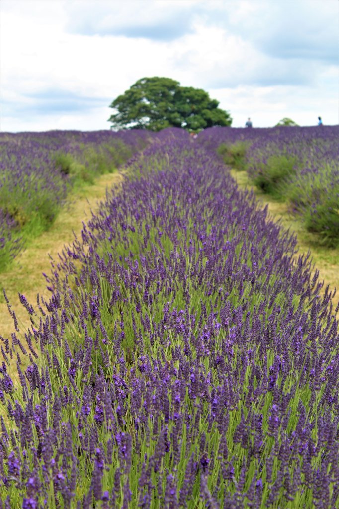 This photo shows rows of lavender bushes in full bloom with a large oak tree in the background