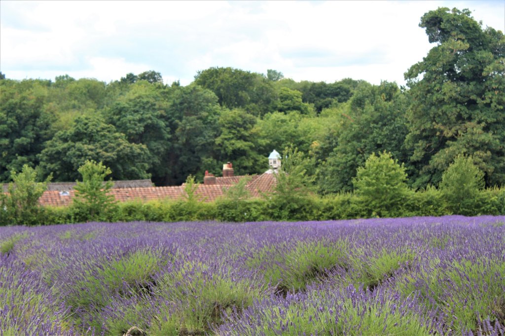 This photo shows lavender fields in the foreground with red brick buildings behind
