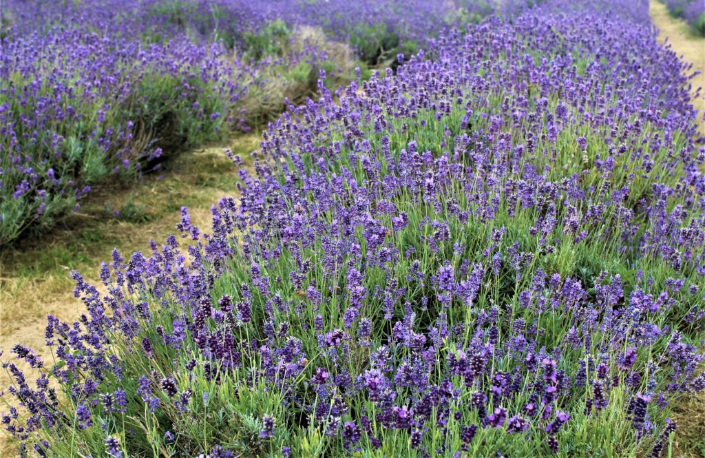 This photo shows masses of purple lavender in full bloom