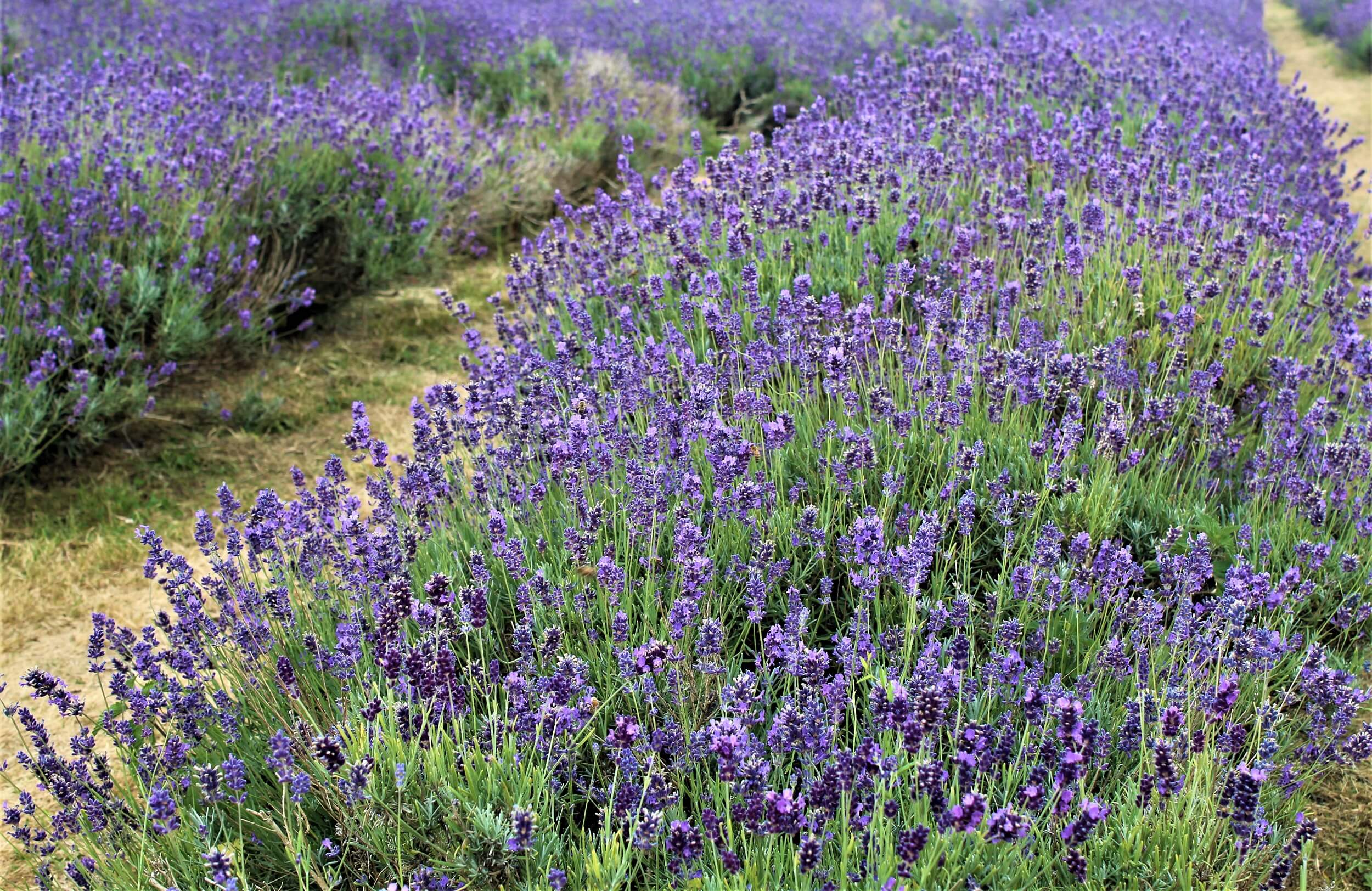Lavender Fields - the Best English Ones to Visit - Happy Days Travel
