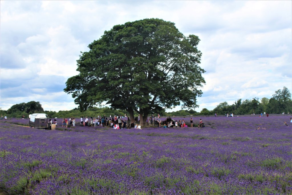This photo shows lots of people enjoying the shade of a huge old oak tree surrounded by lavender fields