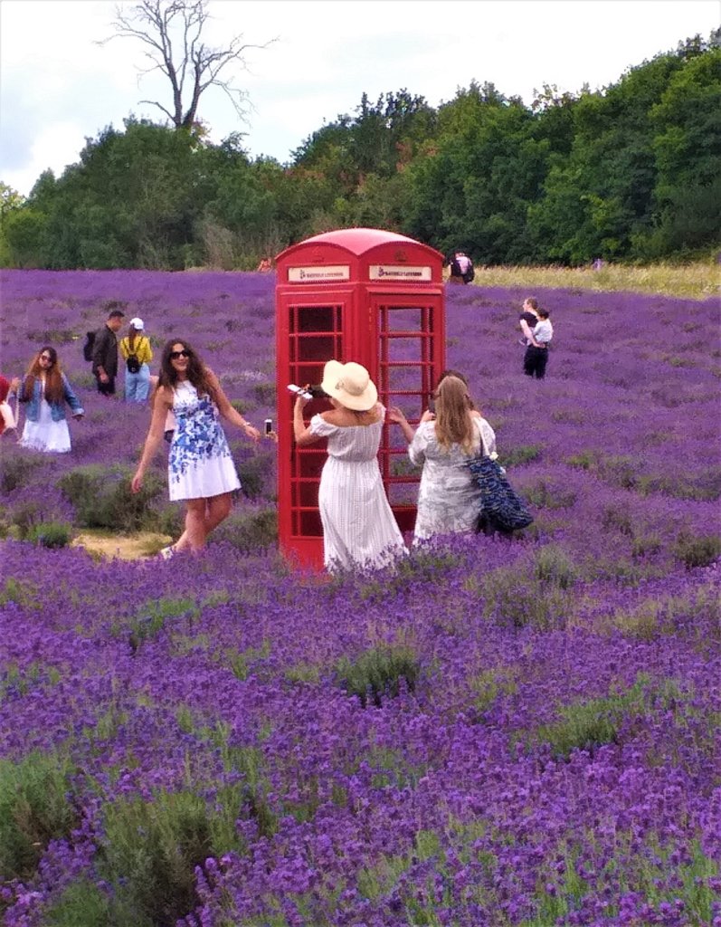 This photo shows a red phone box in the middle of a field of purple lavender with a queue of girls in floaty dresses waiting to take their selfies