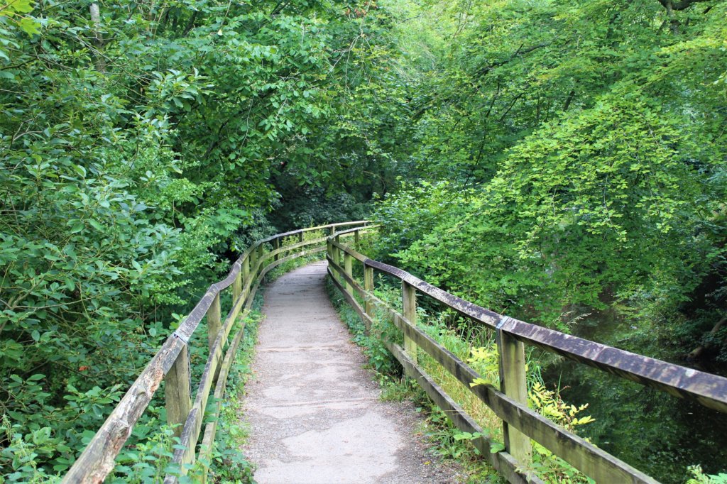 This photo shows a clearly defined path with wooden railings either side going through dense woodland