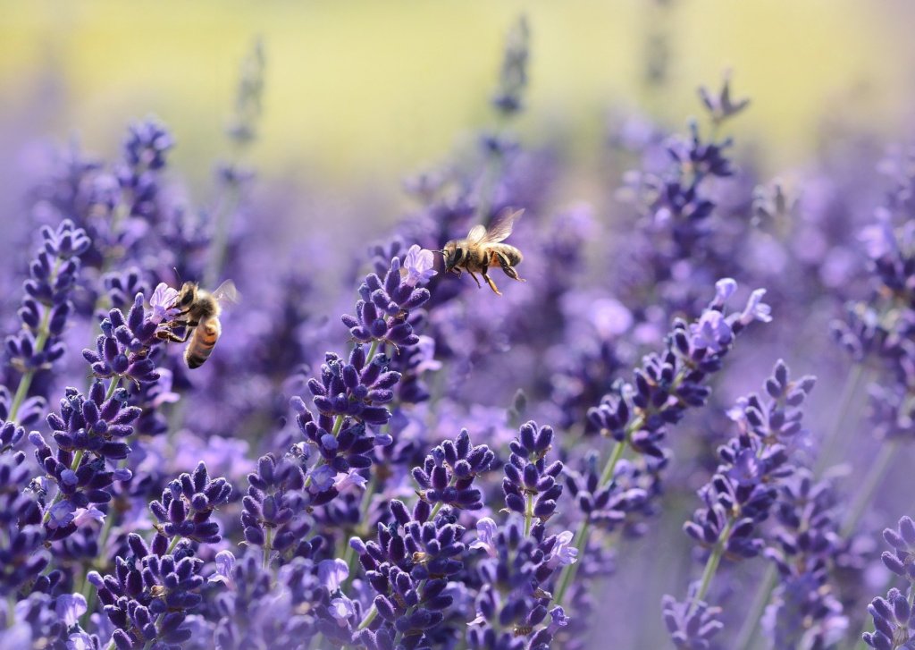 This photo shows two bees taking the nectar from purple lavender flowers