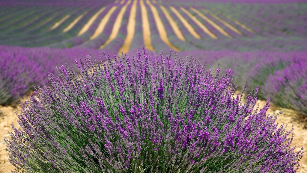 This photo shows rows of lavender in full bloom stretching as far as the eye can see