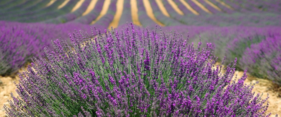 This photo shows rows of lavender in full bloom stretching as far as the eye can see