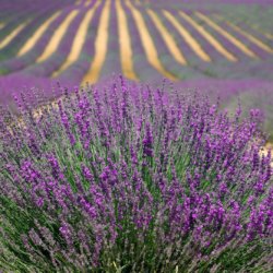 This photo shows rows of lavender in full bloom stretching as far as the eye can see