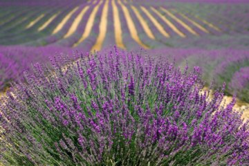 This photo shows rows of lavender in full bloom stretching as far as the eye can see