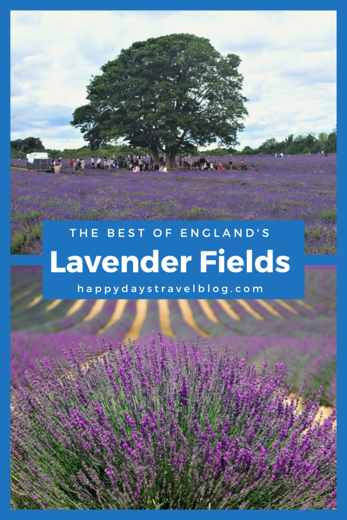 Everything you need to know about visiting England's lavender fields - the best ones to go to, when to visit, opening times, prices, attractions. #lavender #visituk #lavenderfields #england #visitengland