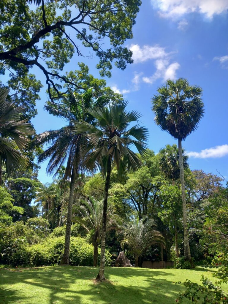 This photo shows tall lush green trees set against a brilliant blue sky
